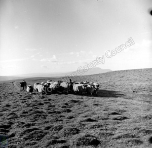 Shepherding, Fleet Moss
